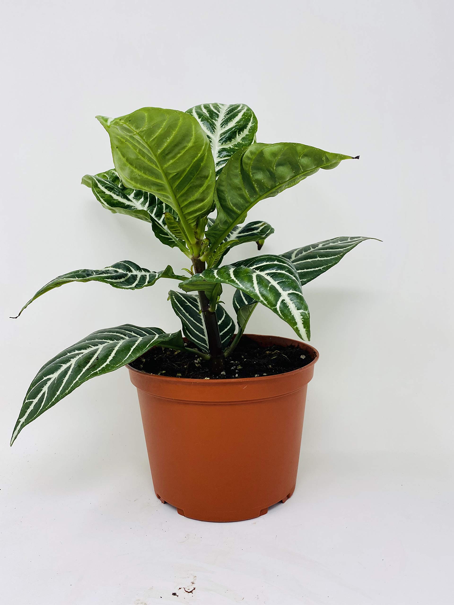 Amazon.com: jm bamboo-Zebra Plant - Aphelandra - Exotic & Unusual